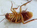 Полное уничтожение тараканов и других насекомых компанией «АльфаДез»