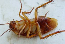 Полное уничтожение тараканов и других насекомых компанией «АльфаДез»